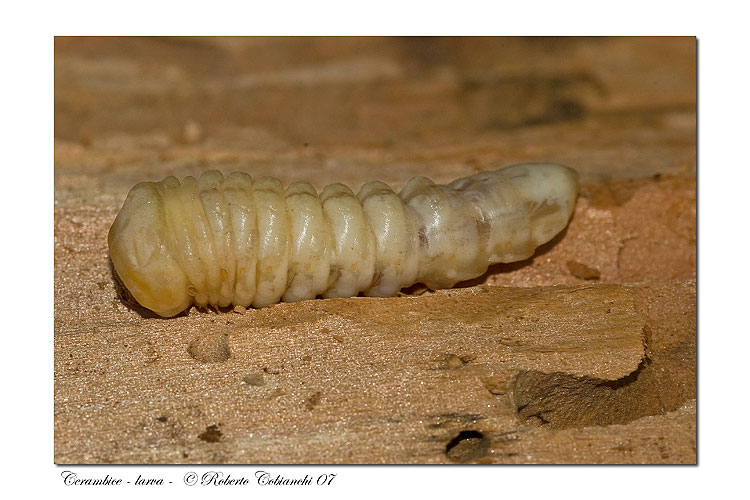 Aegosoma scabricorne